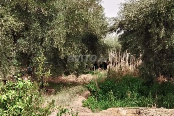 Terrain de 3000 m carré km 21 Rte Abdellah Riyyat 